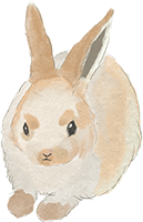 春天水彩兔子动物复活节