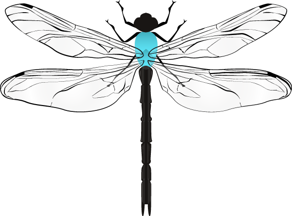 蜻蜓昆虫动物生物翅膀