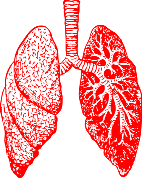 肺肺部内脏器官抽烟