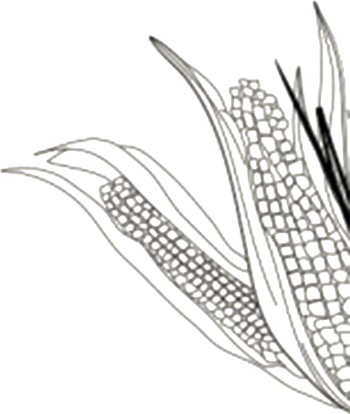 玉米苞谷植物装饰装饰元素