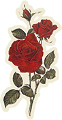 玫瑰花鲜花玫瑰红玫瑰爱情