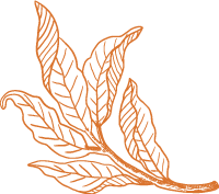 植物枝条叶子素描装饰