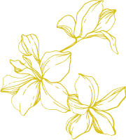 手绘插画植物线性花卉