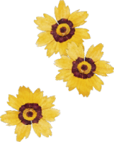 黄花花植物花朵手绘