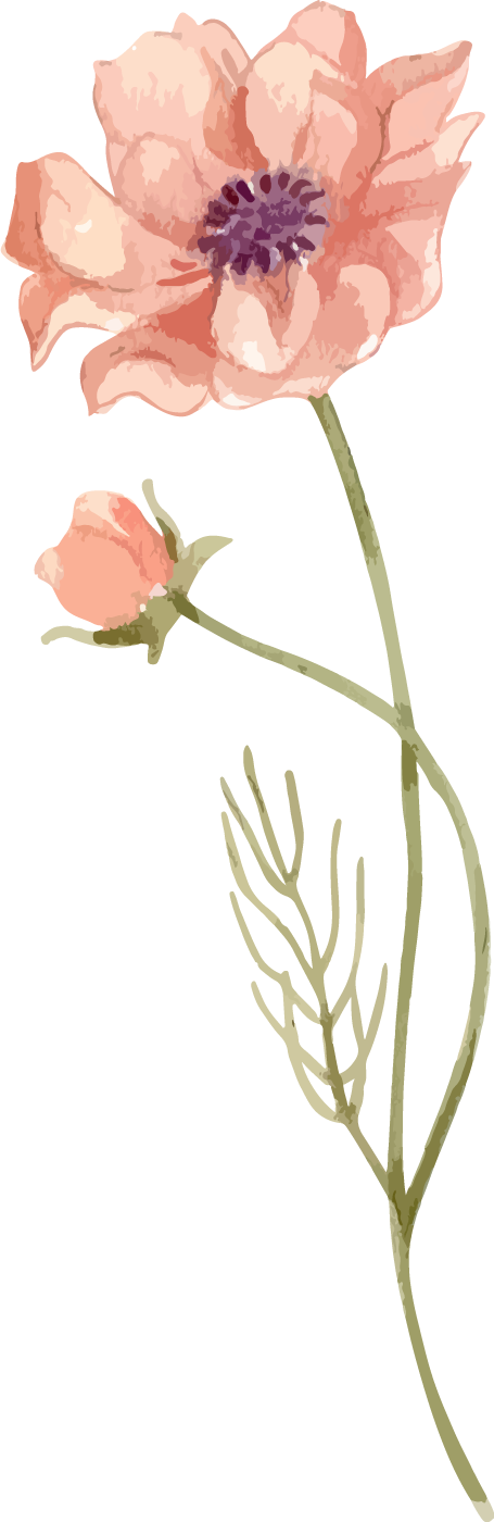 花花卉插画装饰植物