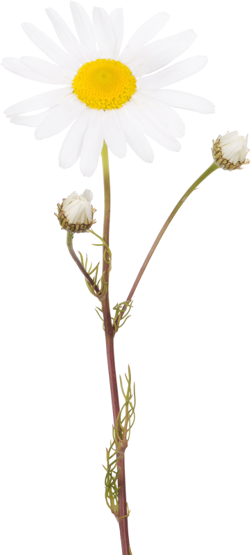 花卉雏菊植物抠图花