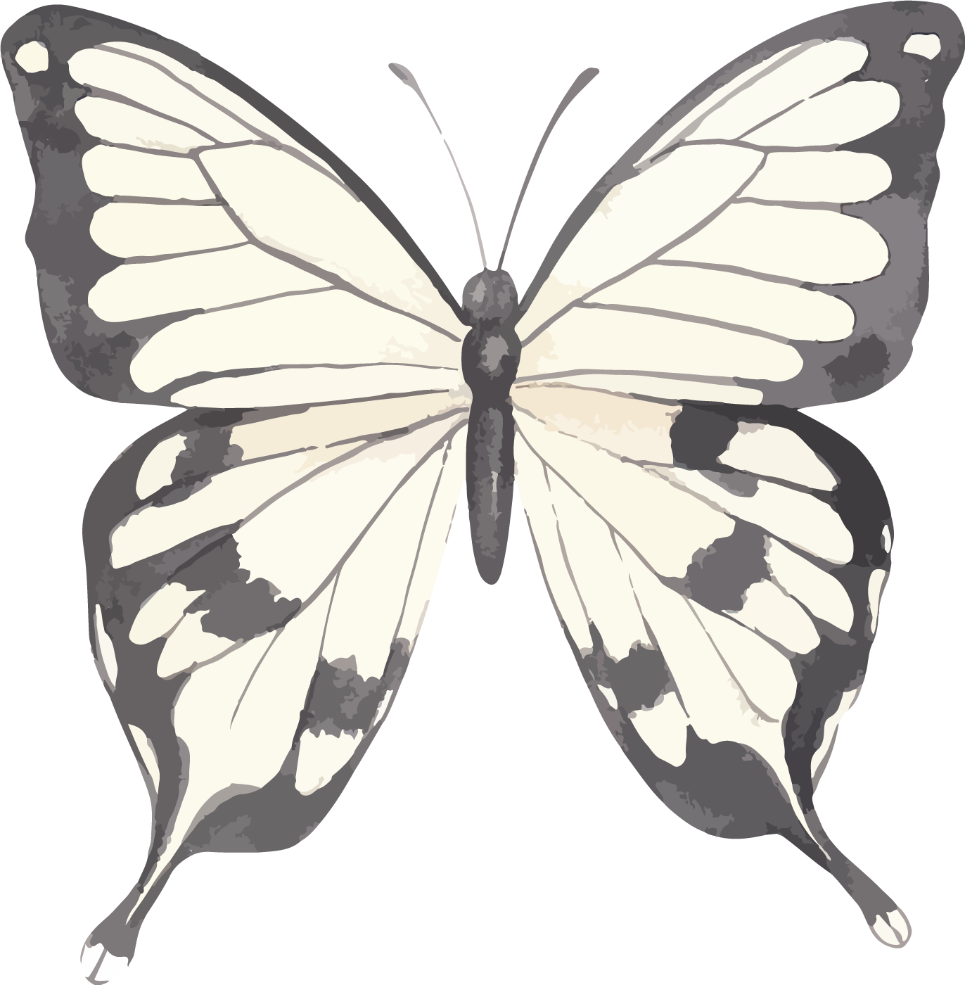 蝴蝶 黄色 昆虫 - Pixabay上的免费图片 - Pixabay