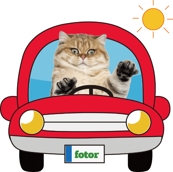 猫咪猫汽车车春风得意