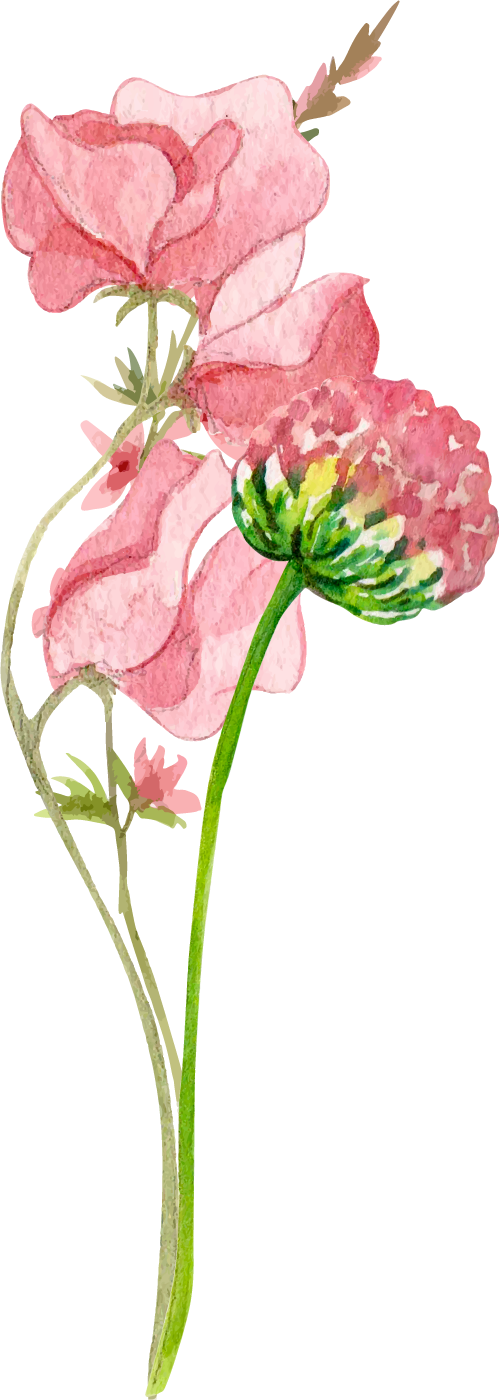 花花卉植物手绘水彩