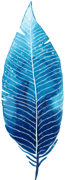 树叶叶子水蓝植物标本