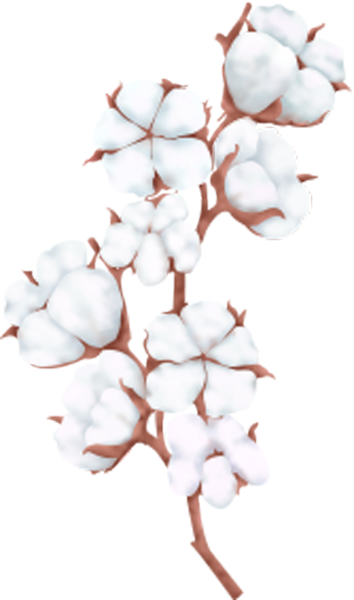 棉花植物棉棉被种植业
