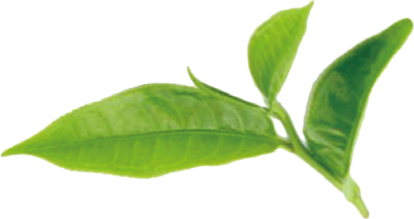 葉子茶葉植物綠植葉