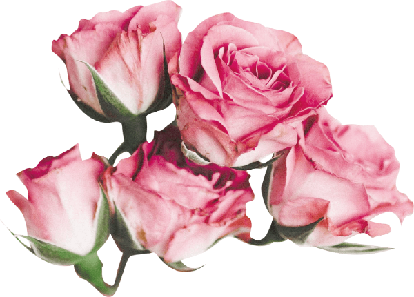 花鲜花花朵花卉植物贴纸素材和图片id12b12a Fotor懒设计