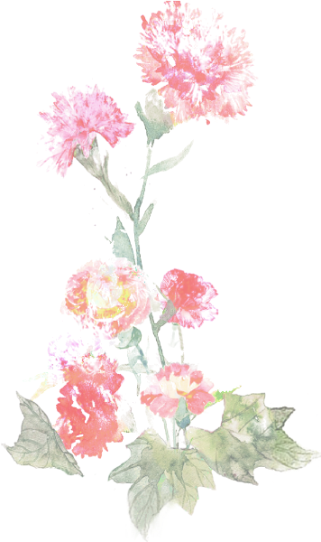 康乃馨花鲜花花束植物