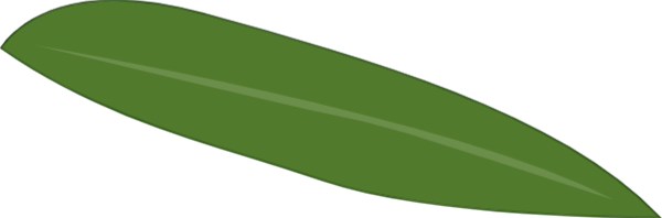 端午绿叶绿植叶子粽子