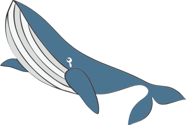 鲸鱼抹香鲸鲸动物可爱