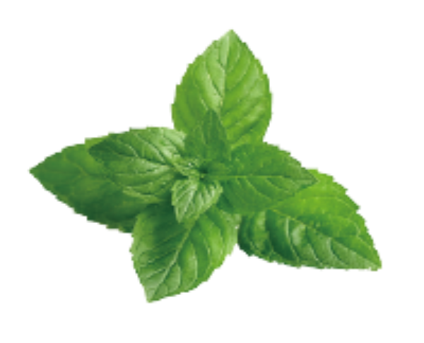 薄荷贴纸素材_薄荷矢量图_薄荷贴纸大全_fotor懒设计