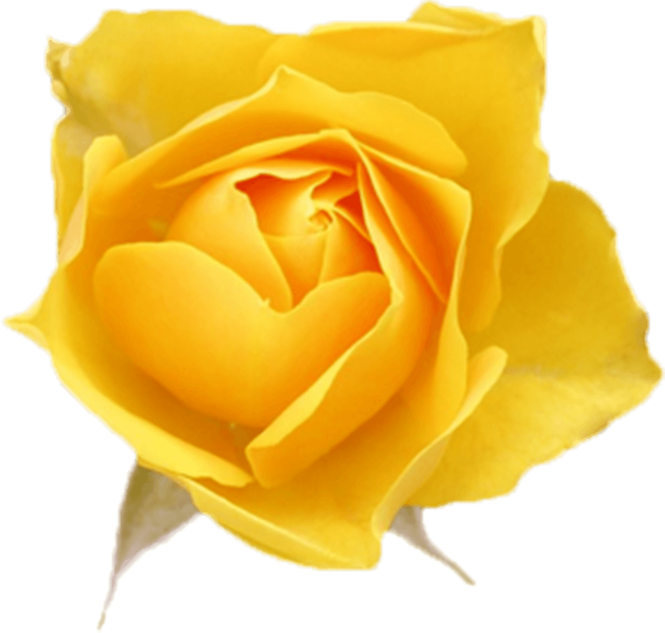 橘色黄色花朵鲜花黄玫瑰