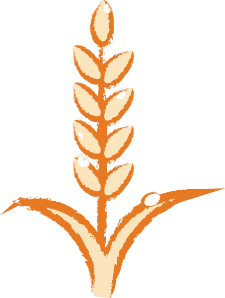 小麦植物麦穗感恩节手绘