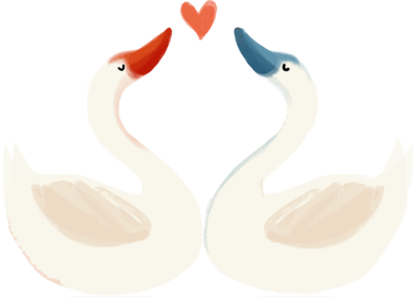天鹅亲吻动物爱心爱情