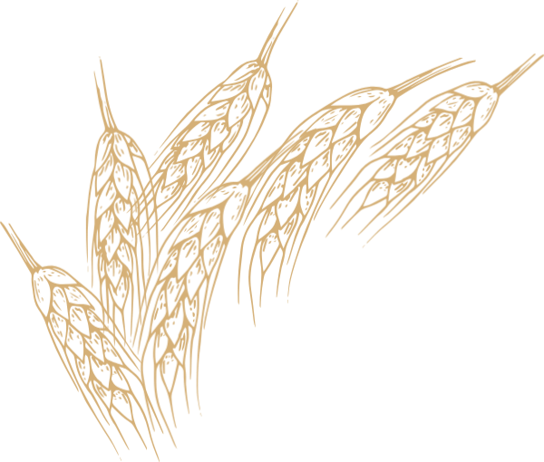 农作物麦子麦穗小麦植物
