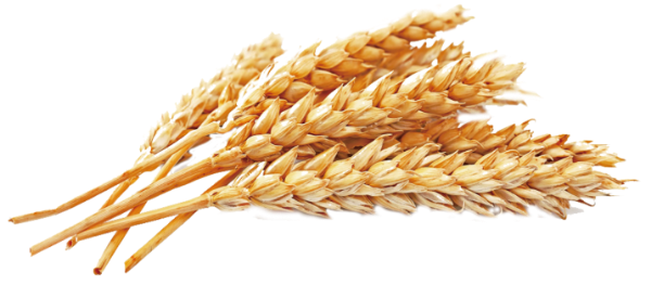 麦穗植物麦子小麦农产品